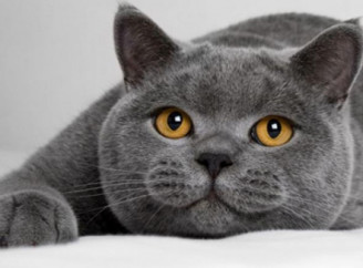 Чи можуть кішки відчувати хвороби своїх господарів — відповідь у нюху й спостережливості