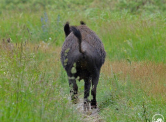 У Чорнобильському заповіднику зафіксували велику родину диких свиней