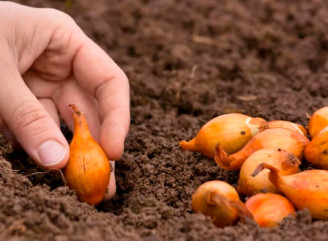 З ким не можна садити цибулю і хто їй «друг» на грядці