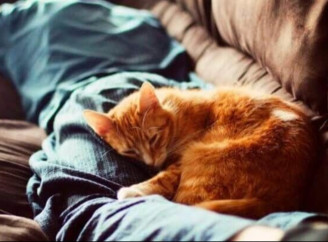 Чому кіт лягає спати поряд з господарем: пояснення зооекспертки