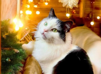 У Славутичі шукають дім для п’ятирічного кота Бусі