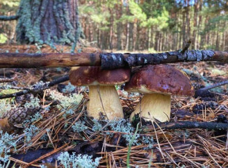 Осінній вайб у Чорнобильському заповіднику