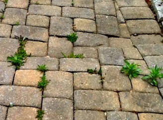 Як швидко знищити бур’яни між плиткою: простий та безпечний метод без хімії