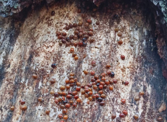 Як зимують сонечка в Чорнобильському заповіднику і чому їм бракує укриттів