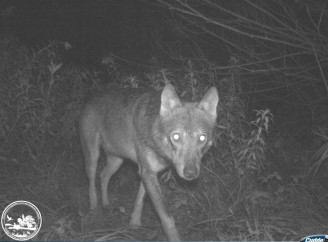 Вовк у нічному лісі: фотопастка Чорнобильського заповідника показала життя дикої природи