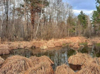 На півночі України пересихають болота: загроза повторення посухи