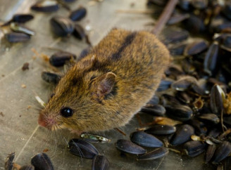 У Чорнобильській зоні знайшли рідкісну мишівку лісову