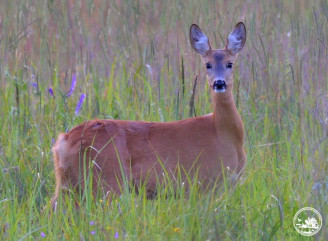 Як дух лісу: сарну помітили в Чорнобильському заповіднику