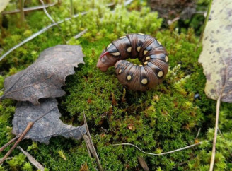 У Чорнобильському заповіднику помітили бражника підмаренникового