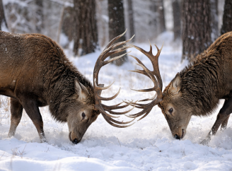 Зимовий поєдинок у Чорнобильській зоні: у заповіднику зафіксували сутичку самців оленя