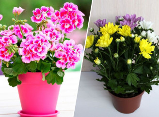 Рослини, які заспокоюють нерви та заряджають позитивом: ці квіти мають бути у кожному домі