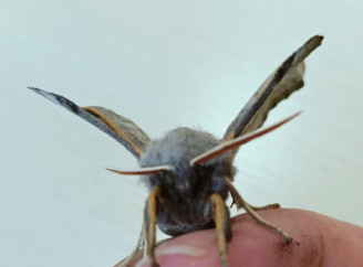 Рідкісний метелик у Чорнобильському заповіднику: знайти тополевого бражника майже неможливо