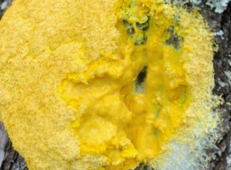 «Екскременти Місяця» у Чорнобильській зоні: що за дивовижна істота зʼявляється після дощу