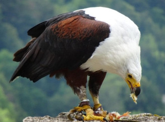 Білоголовий орлан будує найбільші гнізда у світі: вага перевищує дві тонни