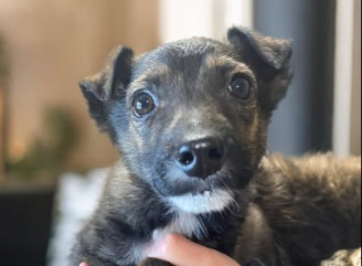 У Славутичі шукають дім для цуценяти Міккі, якого знайшли покинутим у морози