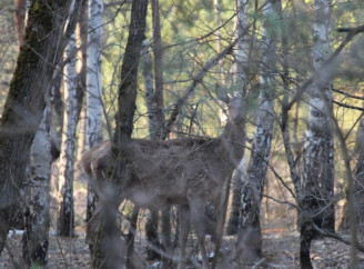 Весна у Чорнобильській зоні: у заповіднику показали дикого звіра серед снігу