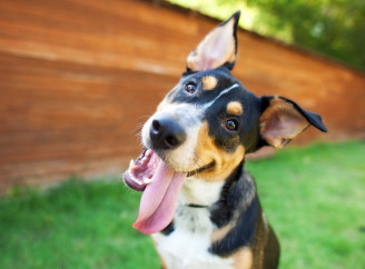 Що насправді означає, коли собака облизує вас — пояснює ветеринар