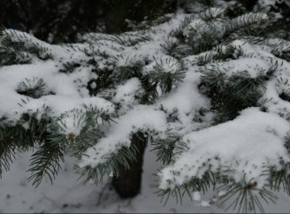 Справжня зима у квітні: ранок 7 квітня здивував Славутич снігом