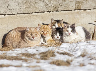 У Славутичі стартує проєкт «Будинок для кота»