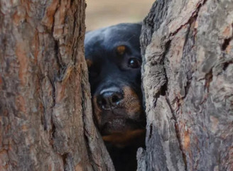 Чому собака дивиться в кут і гавкає без причини: що це — привиди чи наука