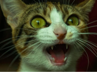 Яка побутова хімія може нашкодити котам і собакам під час прибирання