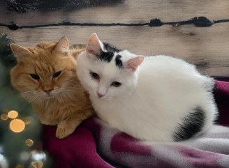 Ассолька і Ванілька зі Славутича шукають родину