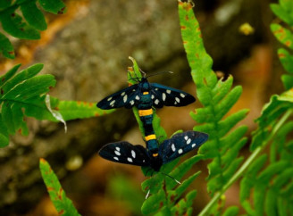 У Чорнобильській зоні зафіксували рідкісного метелика з «захисним дизайном»