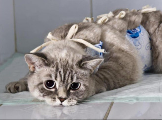 У Славутичі безкоштовно стерилізуватимуть безпритульних тварин