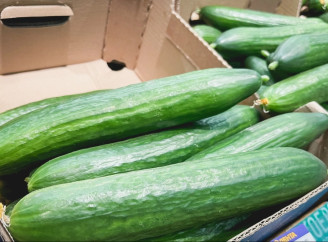 Підживлення огірків дріжджами: як отримати щедрий урожай без хімії