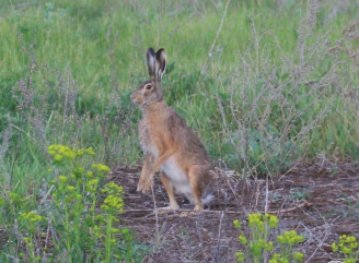 У Чорнобильському заповіднику дослідники випадково врятували зайця від лисиці