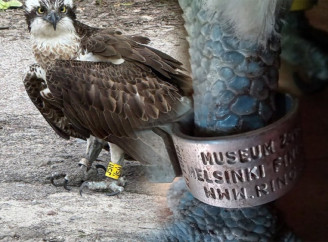 У Чернігові спіймали рідкісного птаха з Фінляндії: скопа втекла з музею