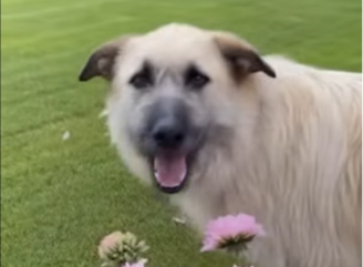 У Славутичі шукають родину для молодої собаки Майки