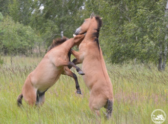 У Чорнобилі зафіксували несподівану боротьбу за владу серед кобил