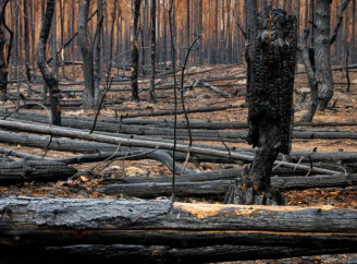 Пожежна безпека в зоні відчуження під загрозою: Чорнобильський заповідник провів виїзну нараду