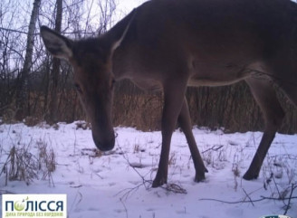 Допитлива мешканка Чорнобильського заповідника зазирнула просто в об’єктив фотопастки