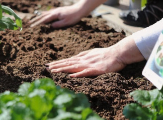 Місячний посівний календар на червень 2025: найкращі дні для городніх справ