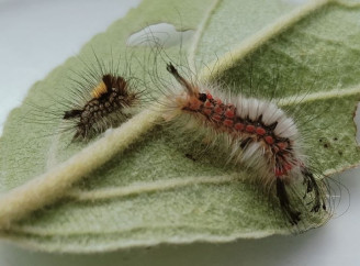 Не всім дані крила: у Чорнобильському заповіднику дослідили метелика з безкрилими самками