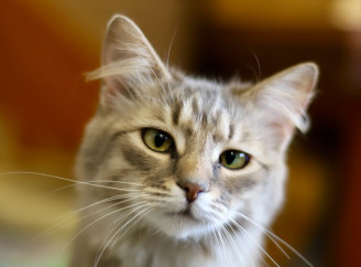 Притулок у Славутичі переповнений: кошенята чекають на родини