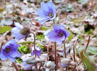 Печіночниця звичайна: весняна окраса лісу, яку не можна зривати