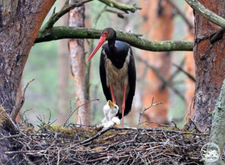У зоні відчуження виявили нове гніздо чорного лелеки з трьома пташенятами