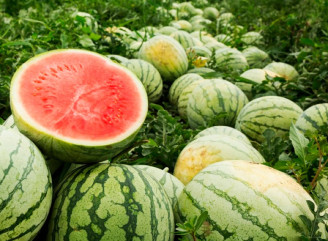 Як виростити солодкі кавуни навіть у прохолодне літо