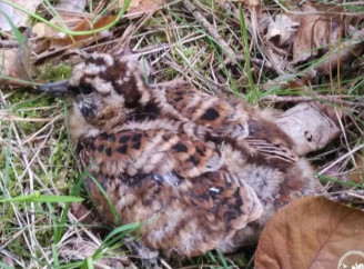 У Чорнобильському заповіднику показали рідкісну лісову слукву