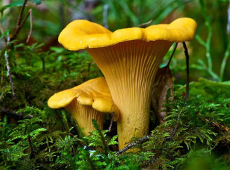 Як заморозити лисички на зиму: простий спосіб зберегти смак і користь грибів