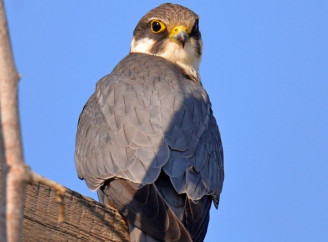 Підсоколик у Чорнобильському заповіднику: що відомо про рідкісного мешканця зони