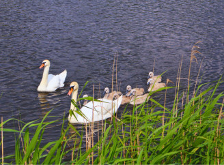 На озеро біля Славутича повернулись лебеді: історія втрати, надії і нового життя