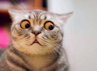 Чого найбільше бояться коти: шість найпоширеніших страхів вашого улюбленця