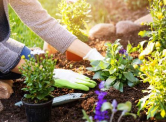 Що можна і не можна компостувати: важливі поради для садівників