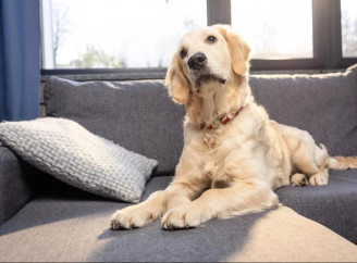 Реєстрація собак в Україні стане простішою: відтепер послуга доступна в ЦНАПах