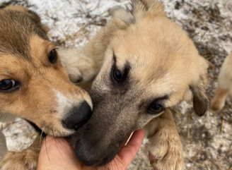 У Славутичі кличуть на суботні прогулянки з собаками з притулку