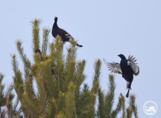 У Чорнобилі почалися весняні токування тетеруків що відбувається у заповіднику